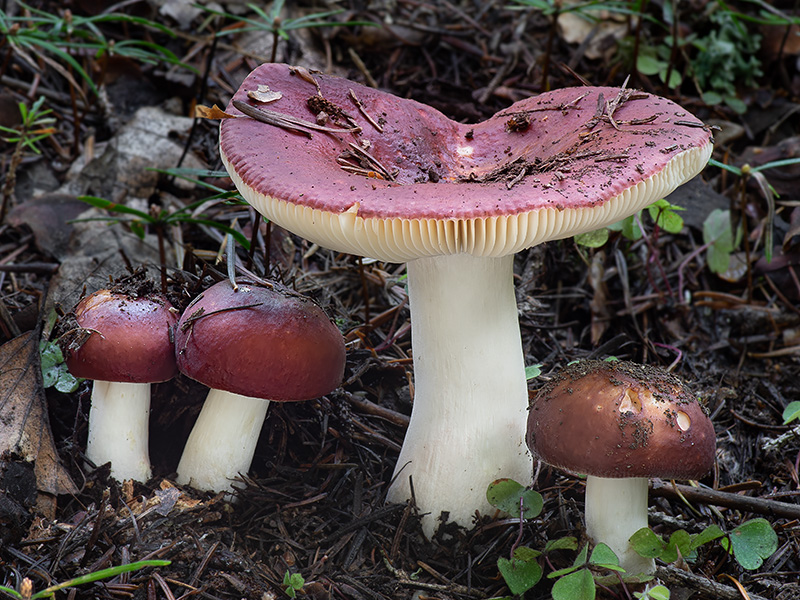 Russula badia